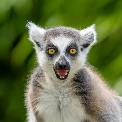 Ring-tailed lemur. Photo: Mathias Appel