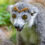 Double Your Impact for Lemurs this Holiday Season!