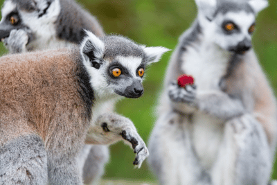 Three captive, adult ring-tailed lemurs (Lemur catta).