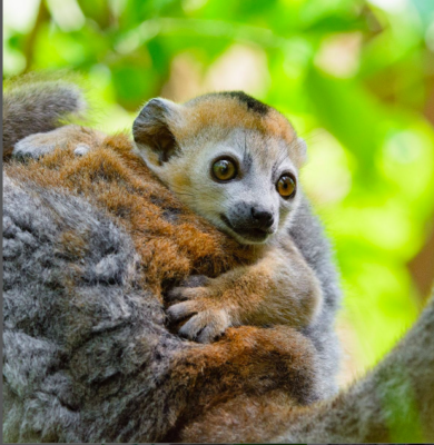 A baby Crowned lemur (Eulemur coronatus) clings to mom. 