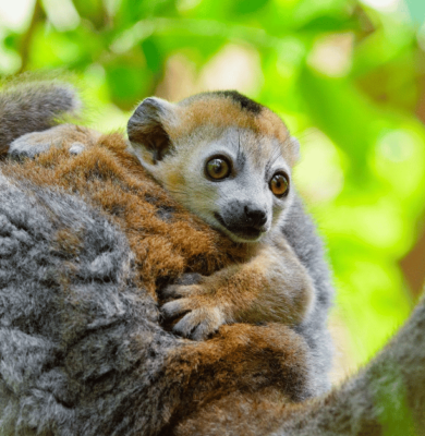 A baby Crowned lemur (Eulemur coronatus) clings to mom.