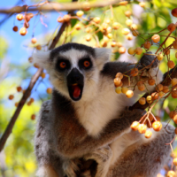 An adult ring-tailed lemur (Lemur catta) eating fruit in a tree.