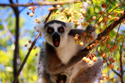 An adult ring-tailed lemur (Lemur catta) eating fruit in a tree. 