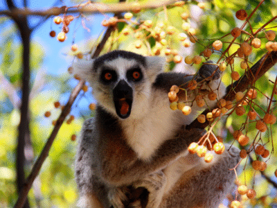 An adult ring-tailed lemur (Lemur catta) eating fruit in a tree.