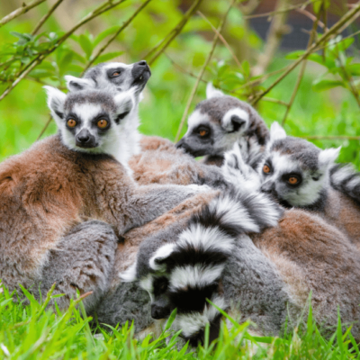 A group of five adult ring-tailed lemurs (Lemur catta) relaxing in the grass. Photo by Mathias Appel.