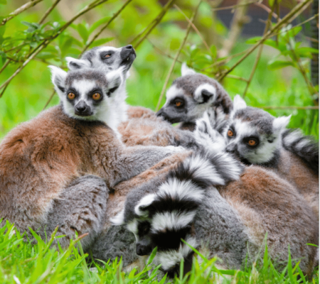 A group of five adult ring-tailed lemurs (Lemur catta) relaxing in the grass. Photo by Mathias Appel.