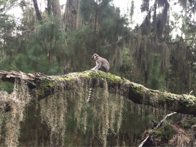 An adult ring-tailed lemur (Lemur catta) on St. Catherines Island sits on a large tree branch covered in Spanish moss. 