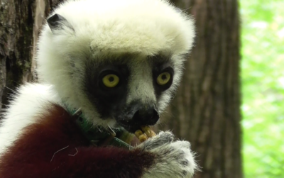 An adult Coquerel’s Sifaka (Propithecus coquereli) feeding on primate chow at the Duke Lemur Center. She is wearing a green collar so researchers and staff can identify her. 
