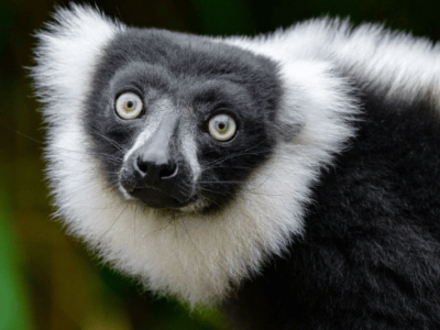 An adult black-and-white ruffed lemur (Varecia variegata; photo by Mathias Appel).