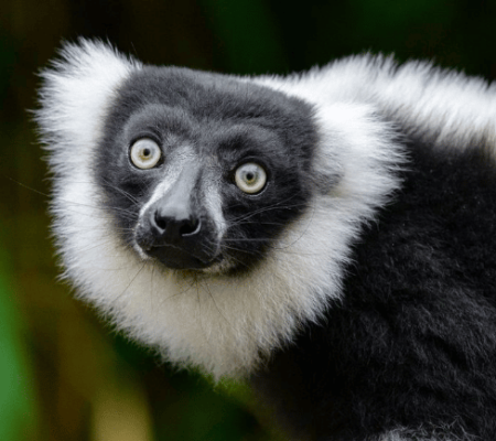 An adult black-and-white ruffed lemur (Varecia variegata; photo by Mathias Appel).