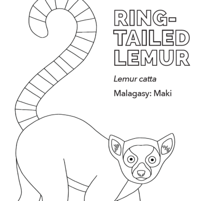 LCN-ring-tailed-lemur-coloring-sheet-thumbnail