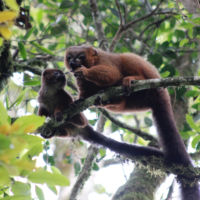 Red-bellied lemur adult with infant. Photo: Velontsara Jean Baptiste.