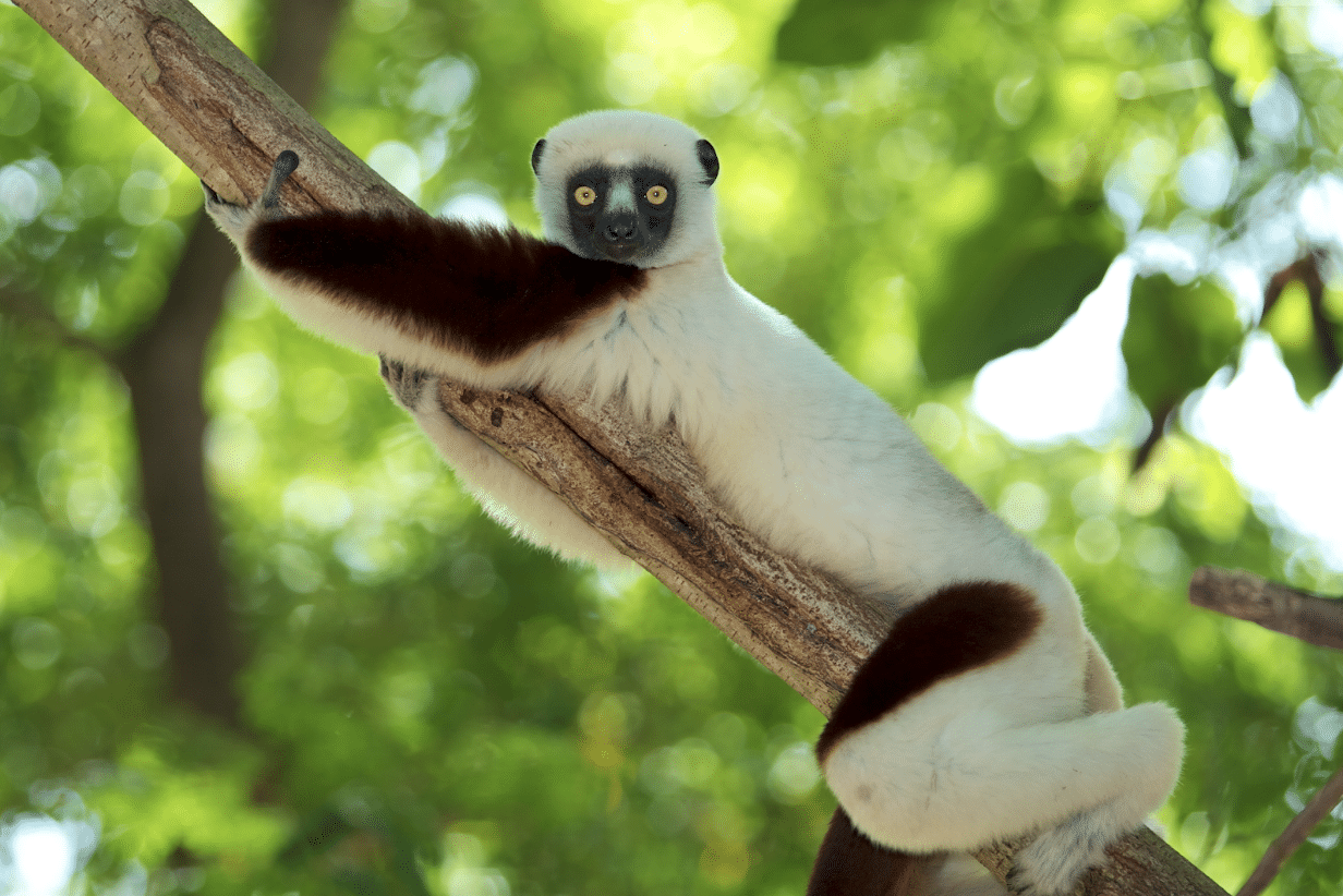 Coquerels-sifaka-Travis-Steffens-Planet-Madagascar