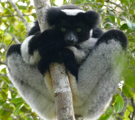 Indri-Andasibe-LynneVenart-L1050318 Indri in Andasibe. Photo: Lynne Venart.