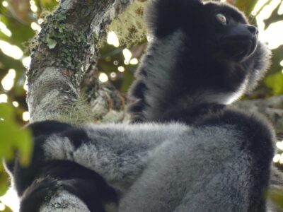 Indri in Andasibe Indri in Andasibe. Photo: Lynne Venart.