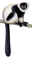 Black_and_White_Ruffed_Lemur