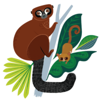 The 2022 World Lemur Day logo featured a red-bellied lemur (left) and rufous mouse lemur (right).