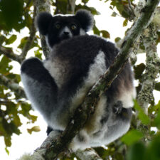 Over $100,000 of Donations Matched for Lemurs!