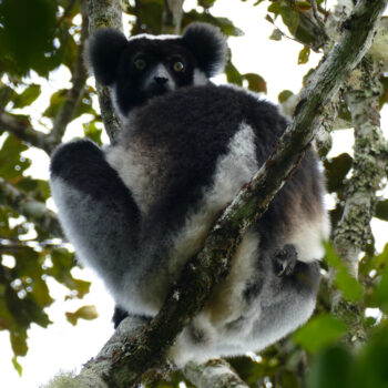 Indri with baby among the fluff in Andasibe. Photo: Lynne Venart.