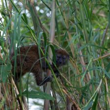 Visiting Lake Alaotra and Camp Bandro to See a Rare Lemur Species