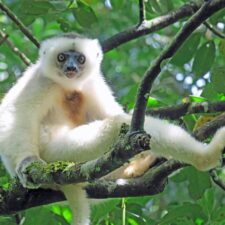 New Short Film Showcases the Lemur Conservation Foundation’s Important Work