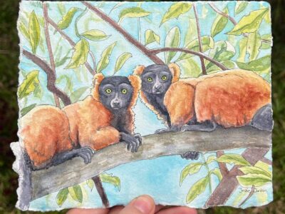 JessieJordan-redruffed Two red ruffed lemurs in Masoala National Park. Artwork by Jessie Jordan.