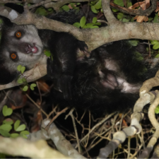 The 4 Best Places to See Aye-Ayes in the Wild in Madagascar