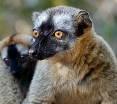Red-fronted brown lemur. Photo: Cheryl Antonucci.