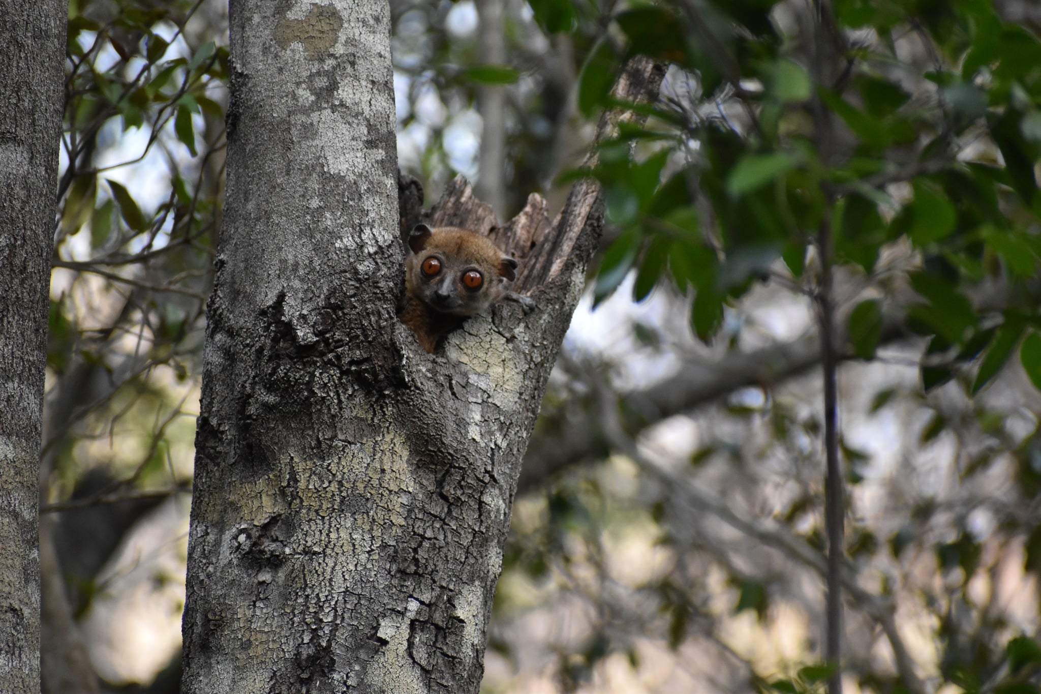 Northernsportivelemur-mbp-679487431_1276400988028194_2310348583621017713_n