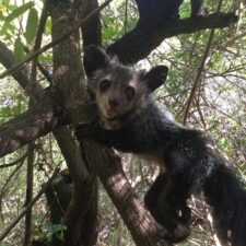 Partners Needed: Act now for Madagascar Biodiversity Partnership