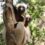 Ambalakalanoro Sanctuary: Protect a Parcel of Paradise for Critically Endangered Lemurs