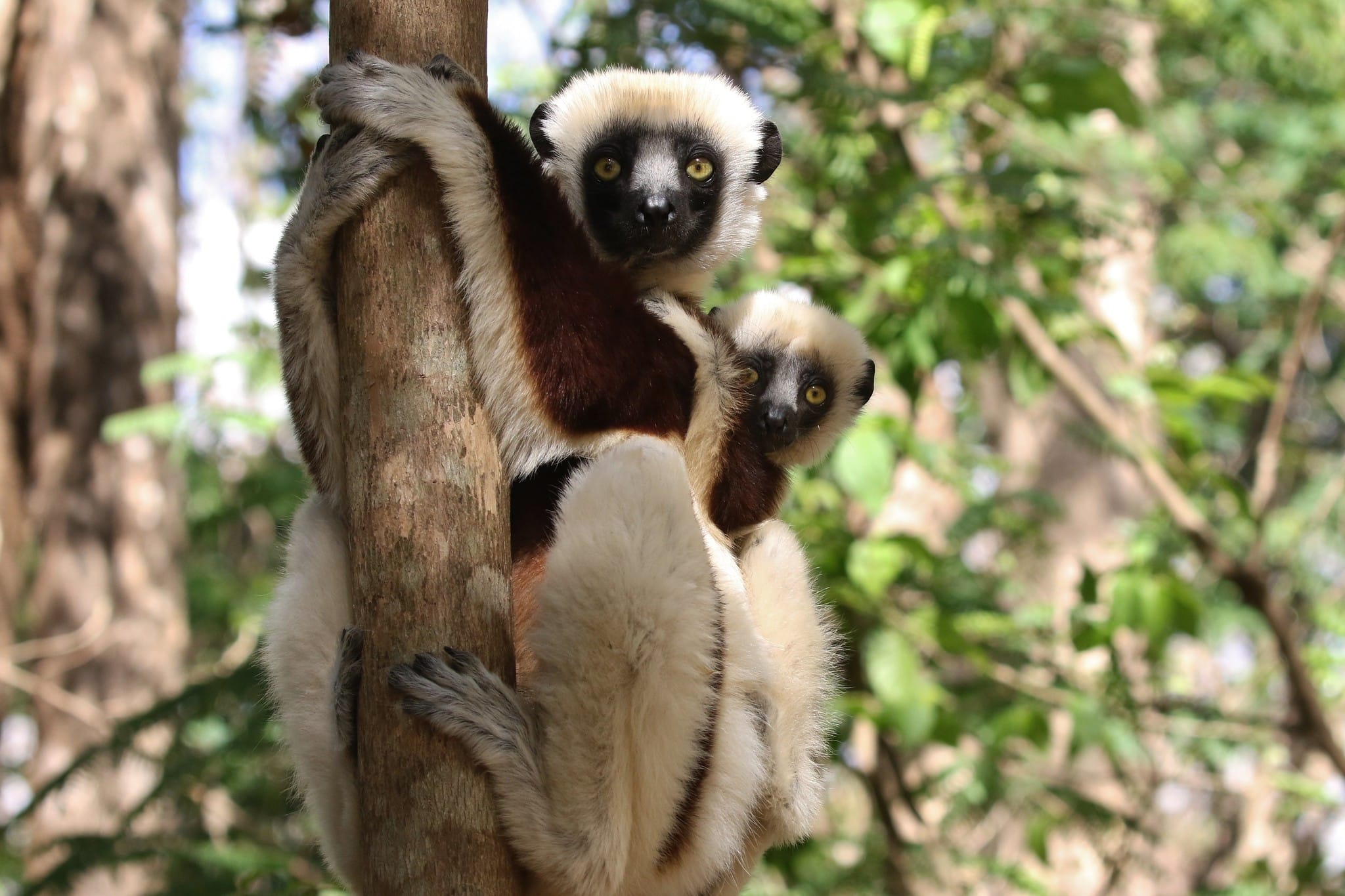 Catrayner-coquerels-sifaka-46818789485_cd040023fe_k