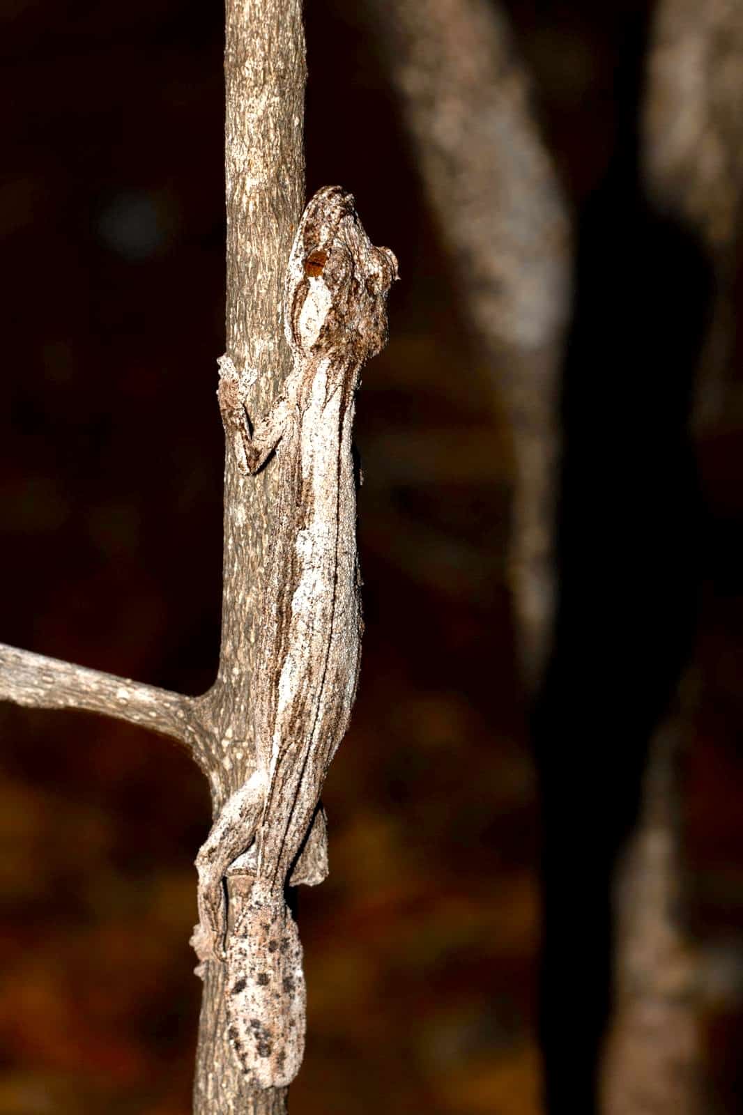Uroplatus guentheri (Ph. Malou EWE)