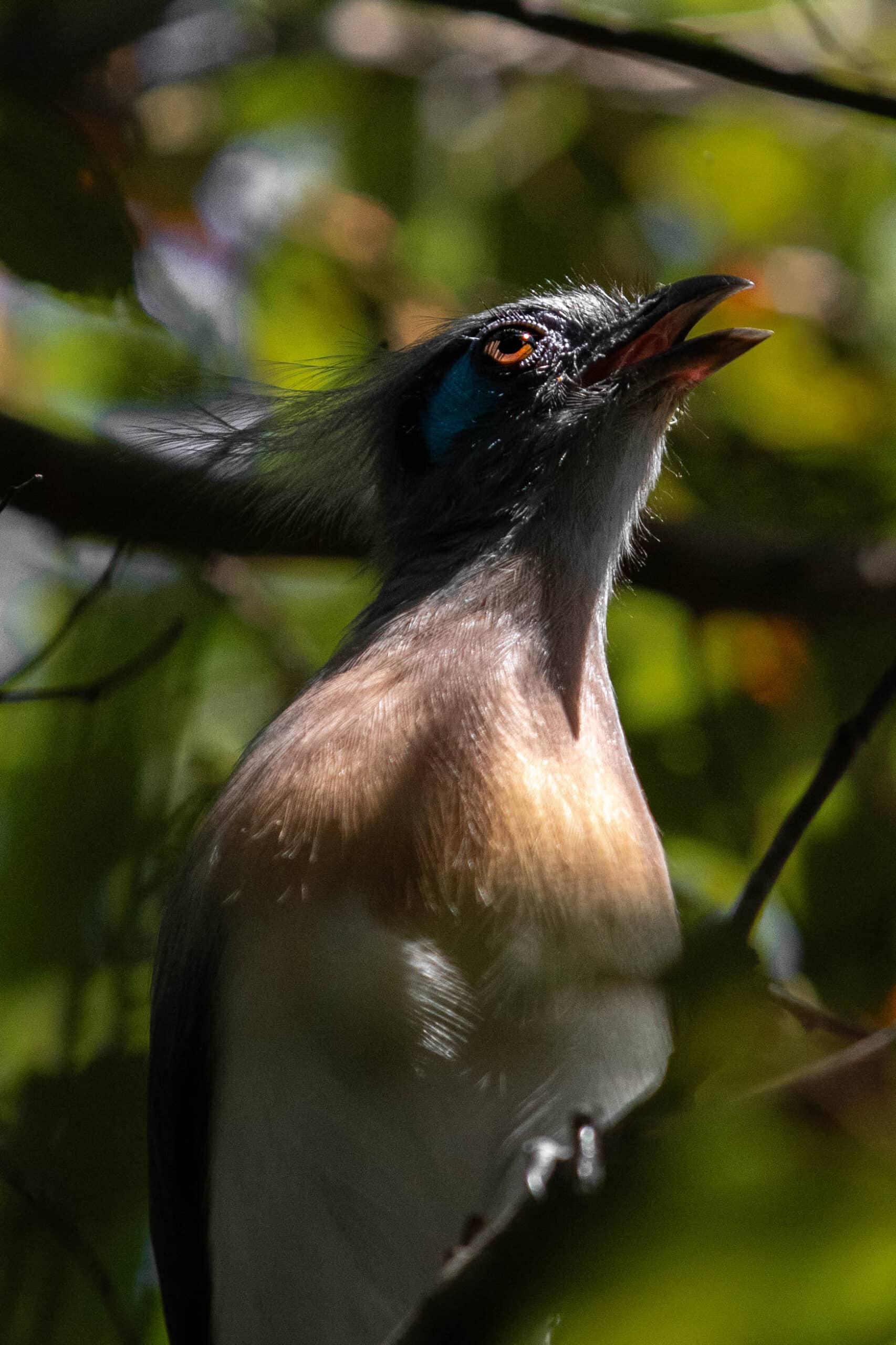 bird
