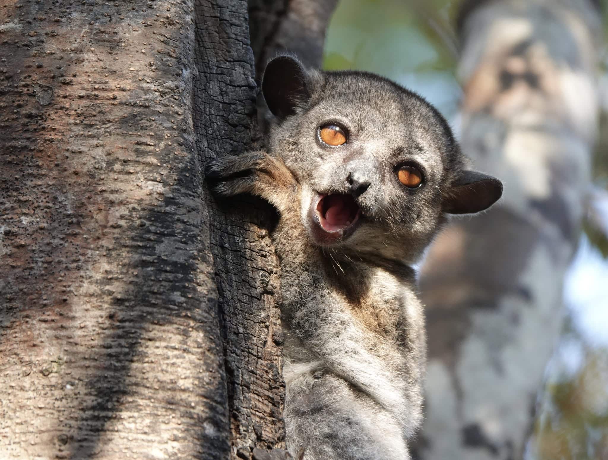 CherylAntonucci-Antafia-SportiveLemur3-Katsepy