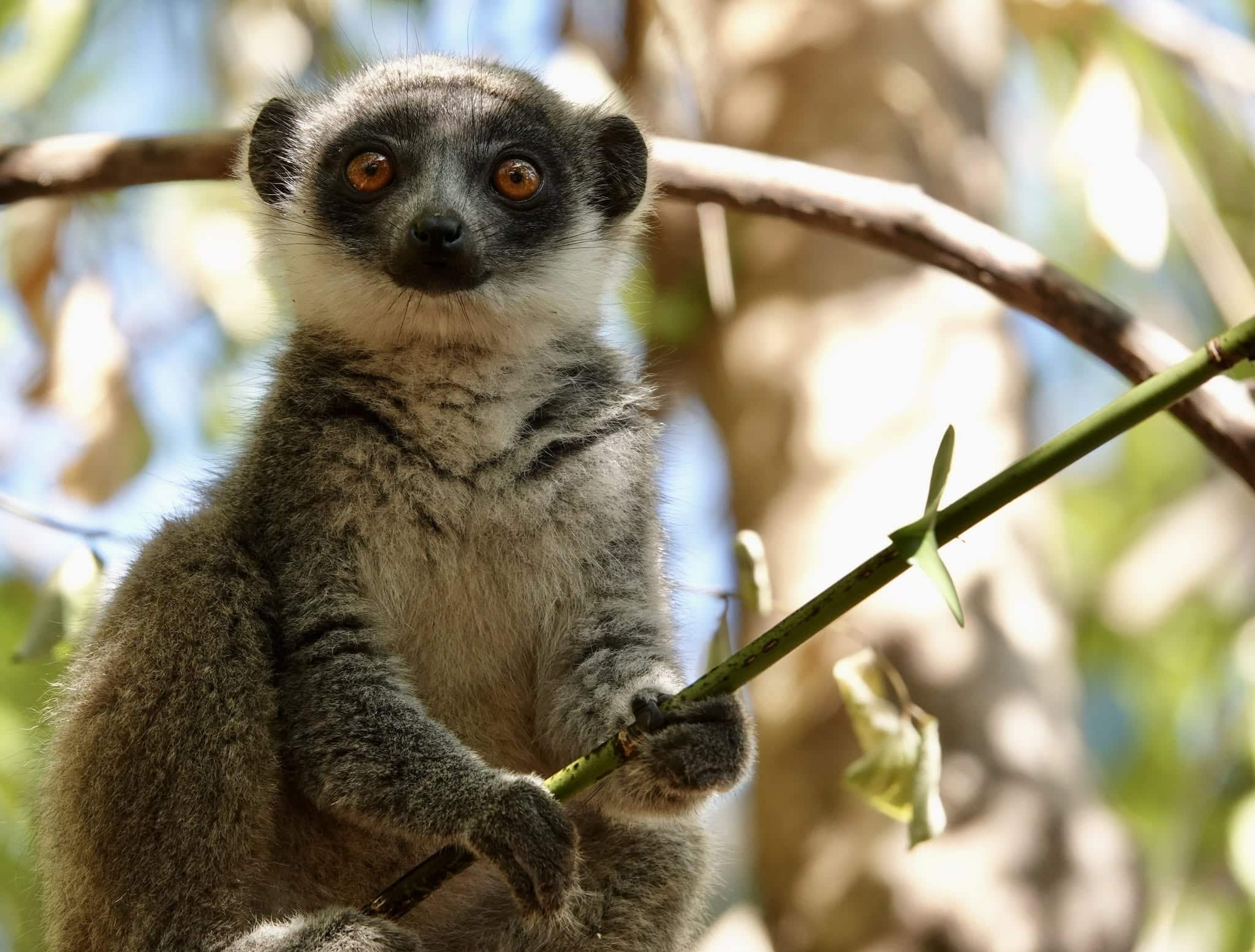 CherylAntonucci-MongooseLemur-kiddo-Katsepy