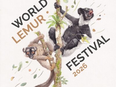2026 World Lemur Festival Logo by Alain Rasolo 2026 World Lemur Festival Logo featuring an indri and common brown lemur