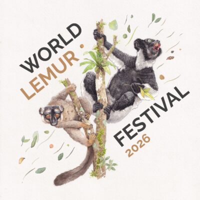 2026 World Lemur Festival Logo by Alain Rasolo 2026 World Lemur Festival Logo featuring an indri and common brown lemur