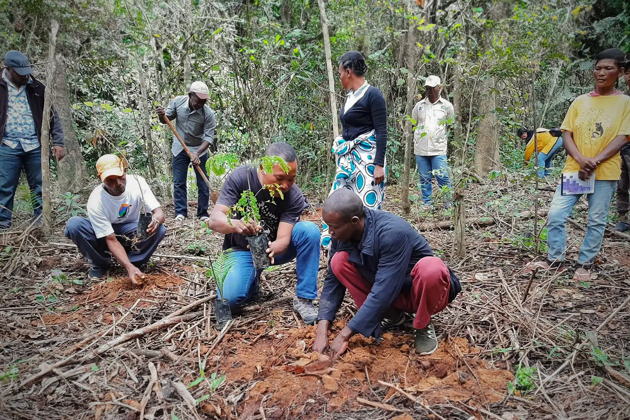 ami-tree-planting-conservation-allies