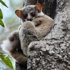 2nd Annual World Lemur Day in Ankarafantsika Backed by Chez Maggie Hotel and Remote River Expeditions—Madagascar