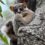 2nd Annual World Lemur Day in Ankarafantsika Backed by Chez Maggie Hotel and Remote River Expeditions—Madagascar
