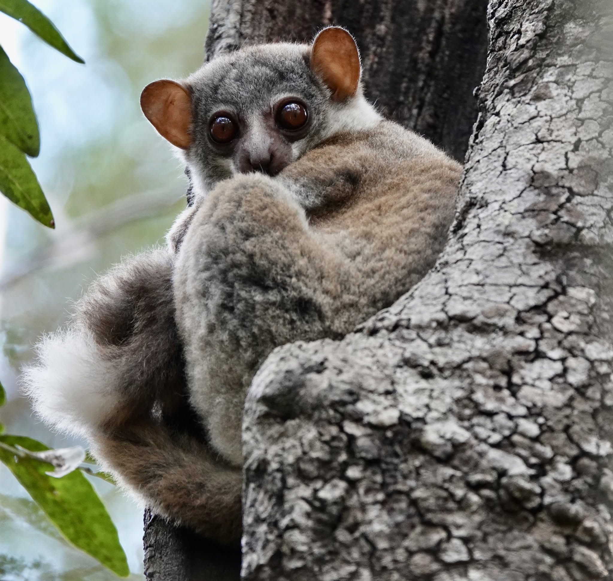 CherylAntonucci-MilneEdwardsSportiveLemur-Ankarafantsika
