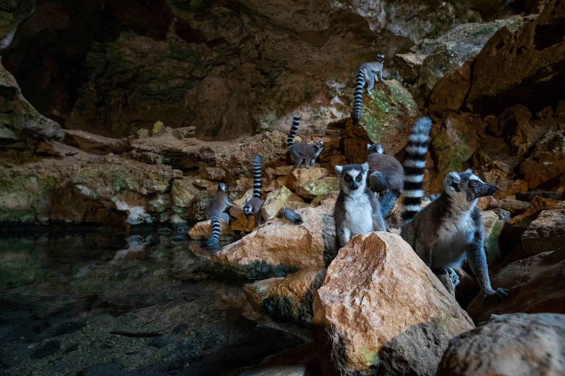 LemurLove-ringtailedlemurs-caves